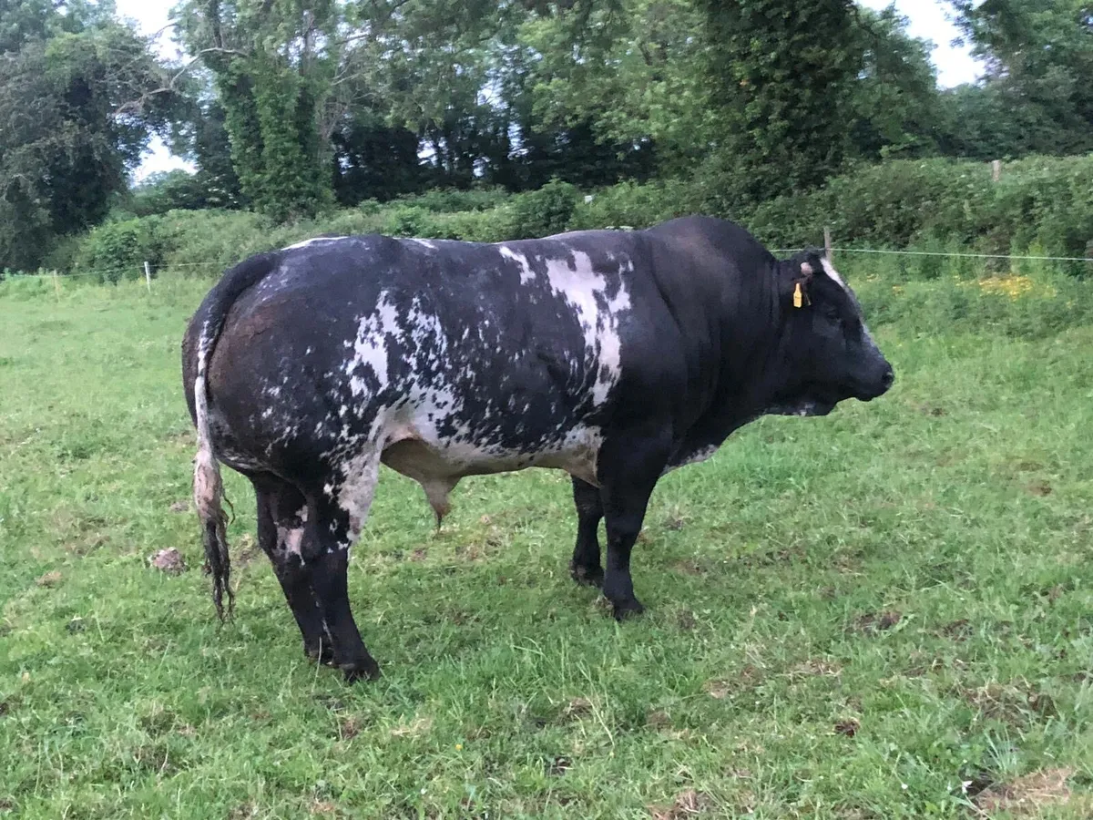 Hybrid bull - Image 3