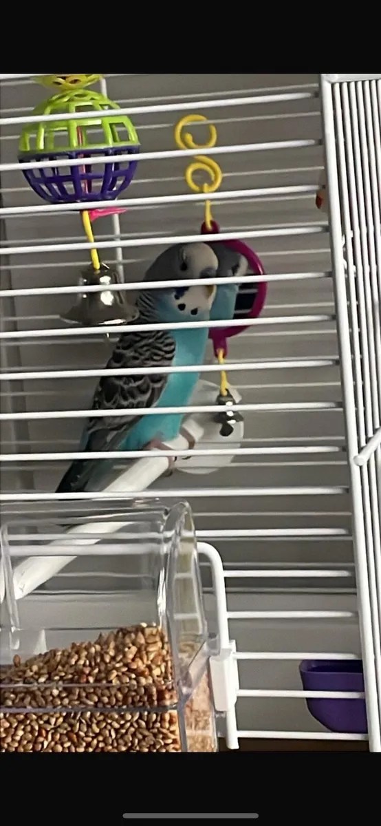 Budgie - Image 2