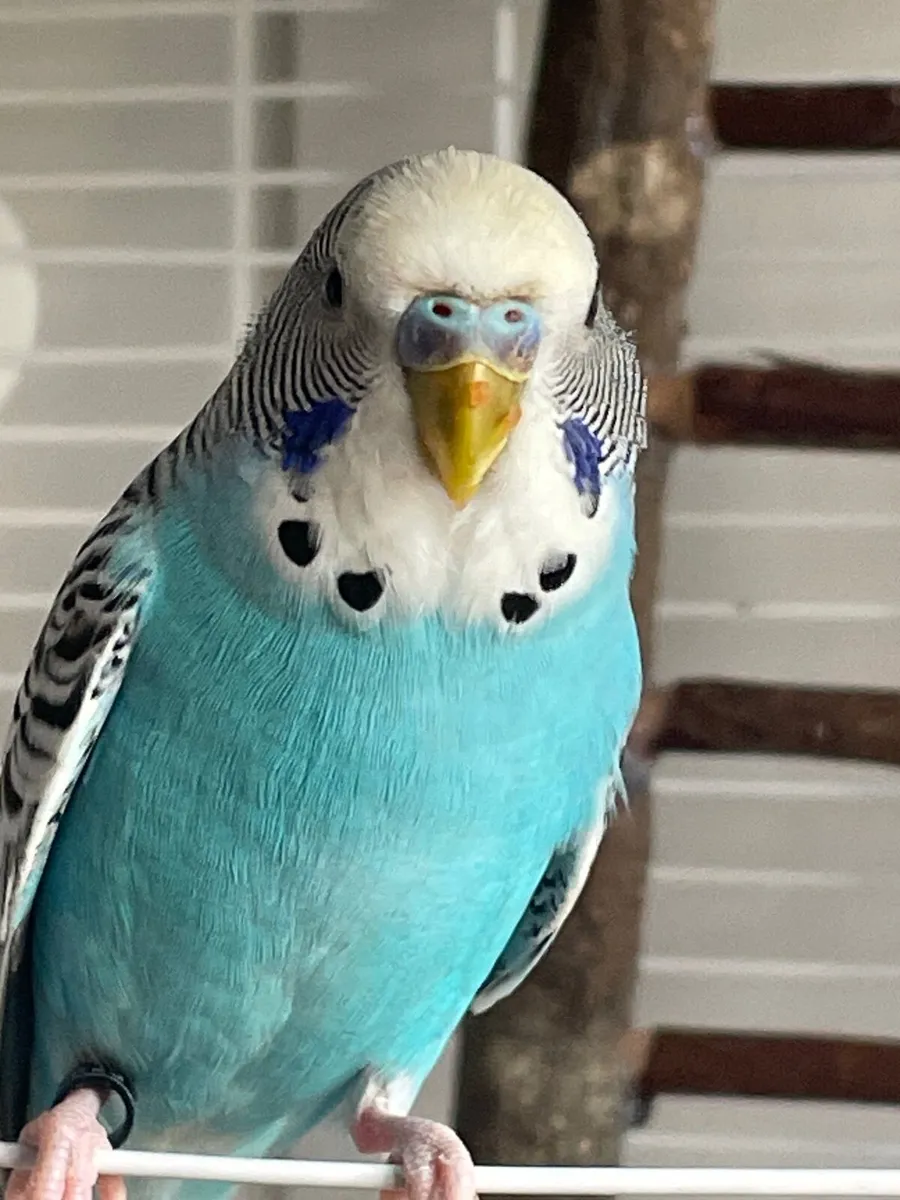 Budgie - Image 1