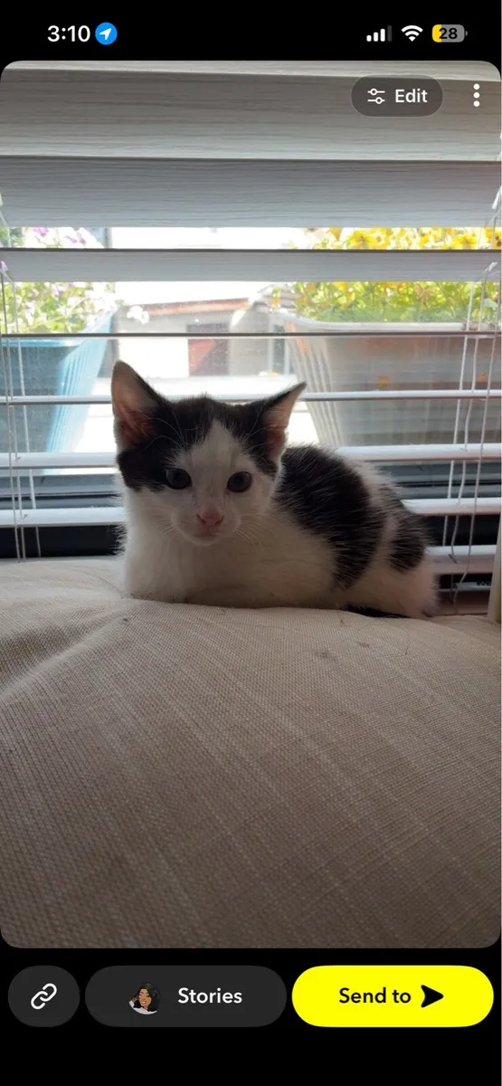 Kitten - Image 1