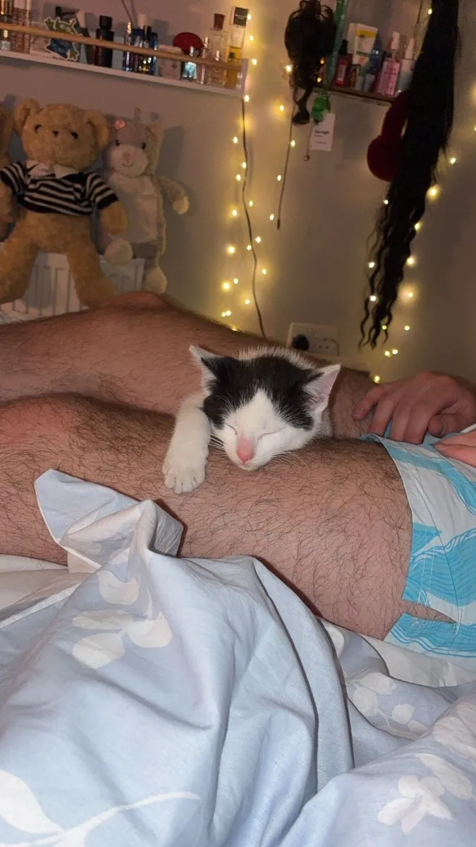Kitten - Image 2