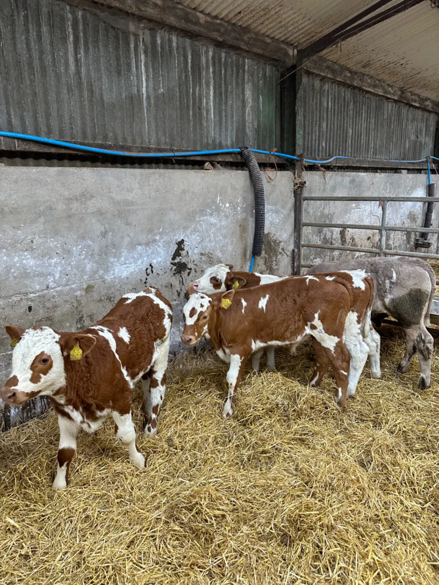 Simmental and Charolais bulls - Image 1