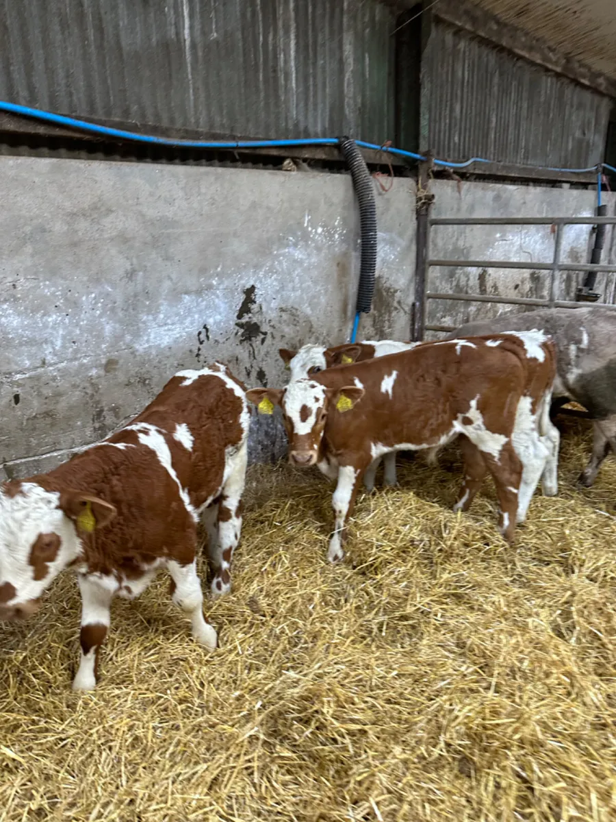 Simmental and Charolais bulls - Image 3