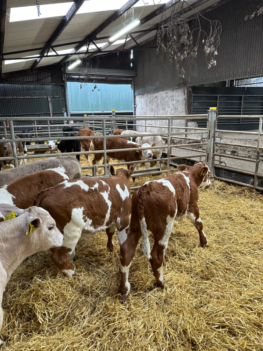 Simmental and Charolais bulls - Image 4
