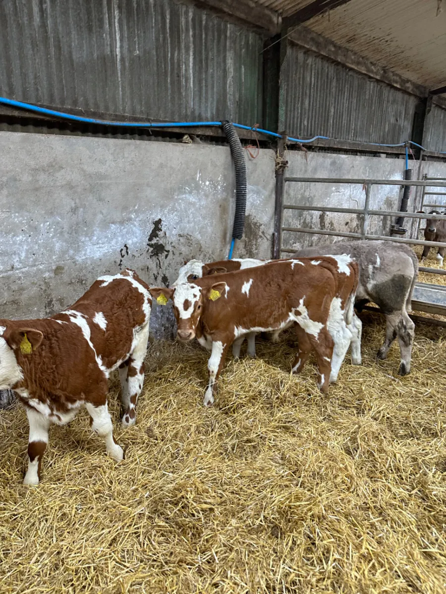 Simmental and Charolais bulls - Image 2