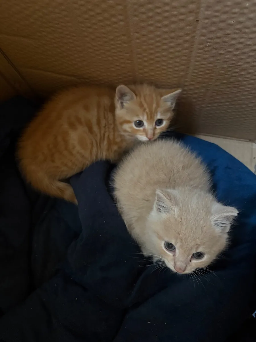 Ginger kittens - Image 2