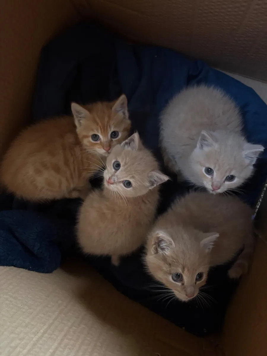 Ginger kittens - Image 1