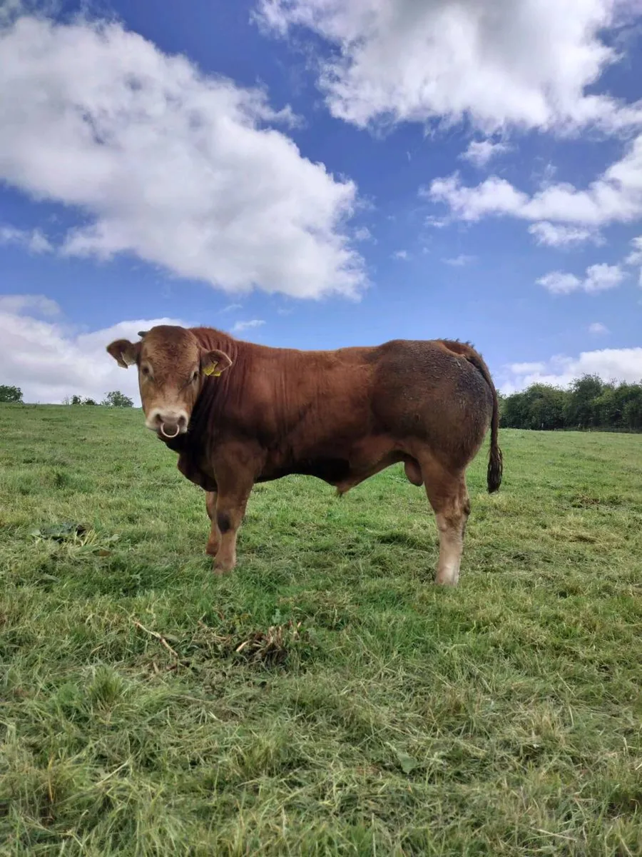 Limo Bull - Image 1