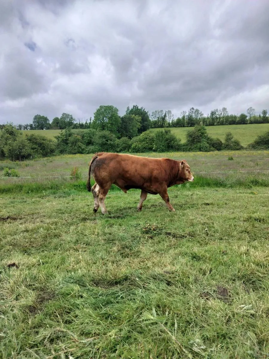 Limo Bull - Image 2