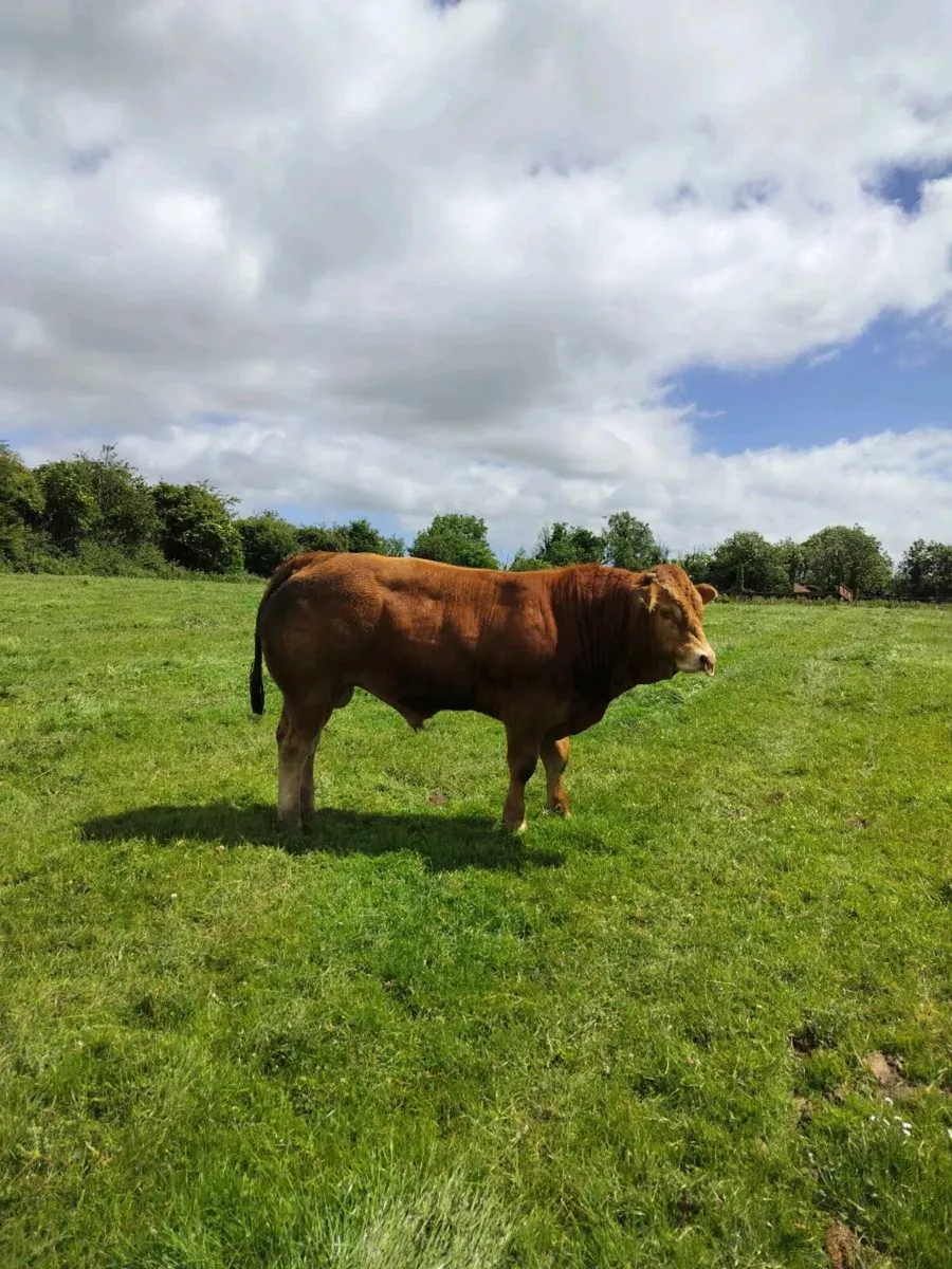 Limo Bull - Image 3