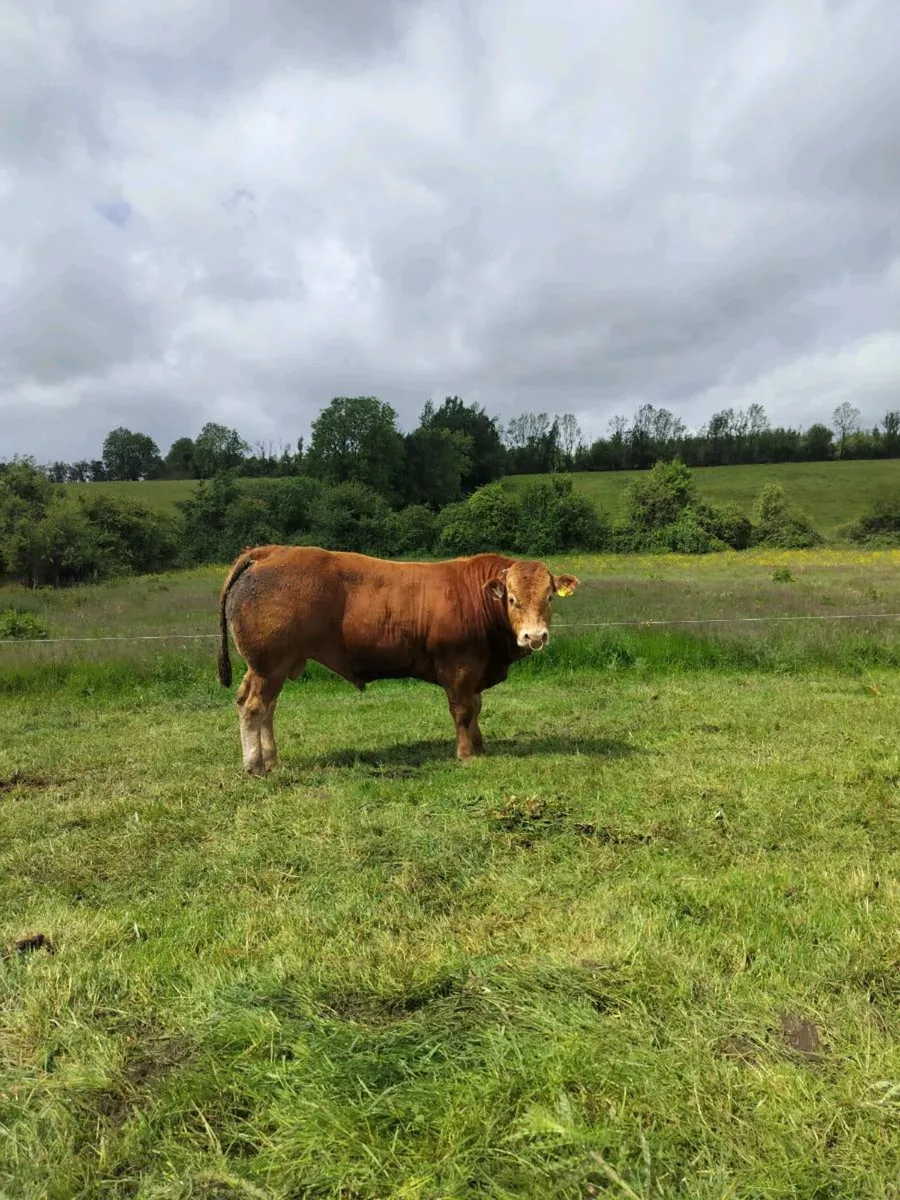Limo Bull - Image 4