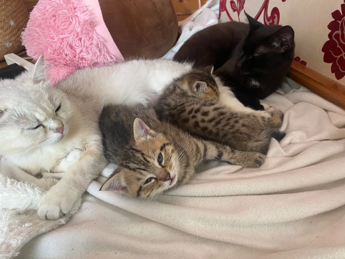 British x kittens - Image 1