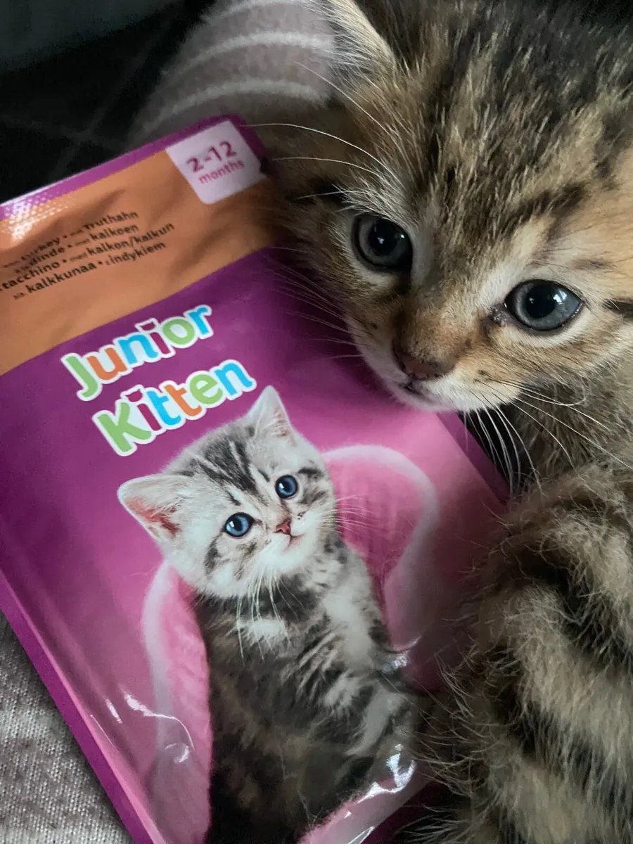 British x kittens - Image 2