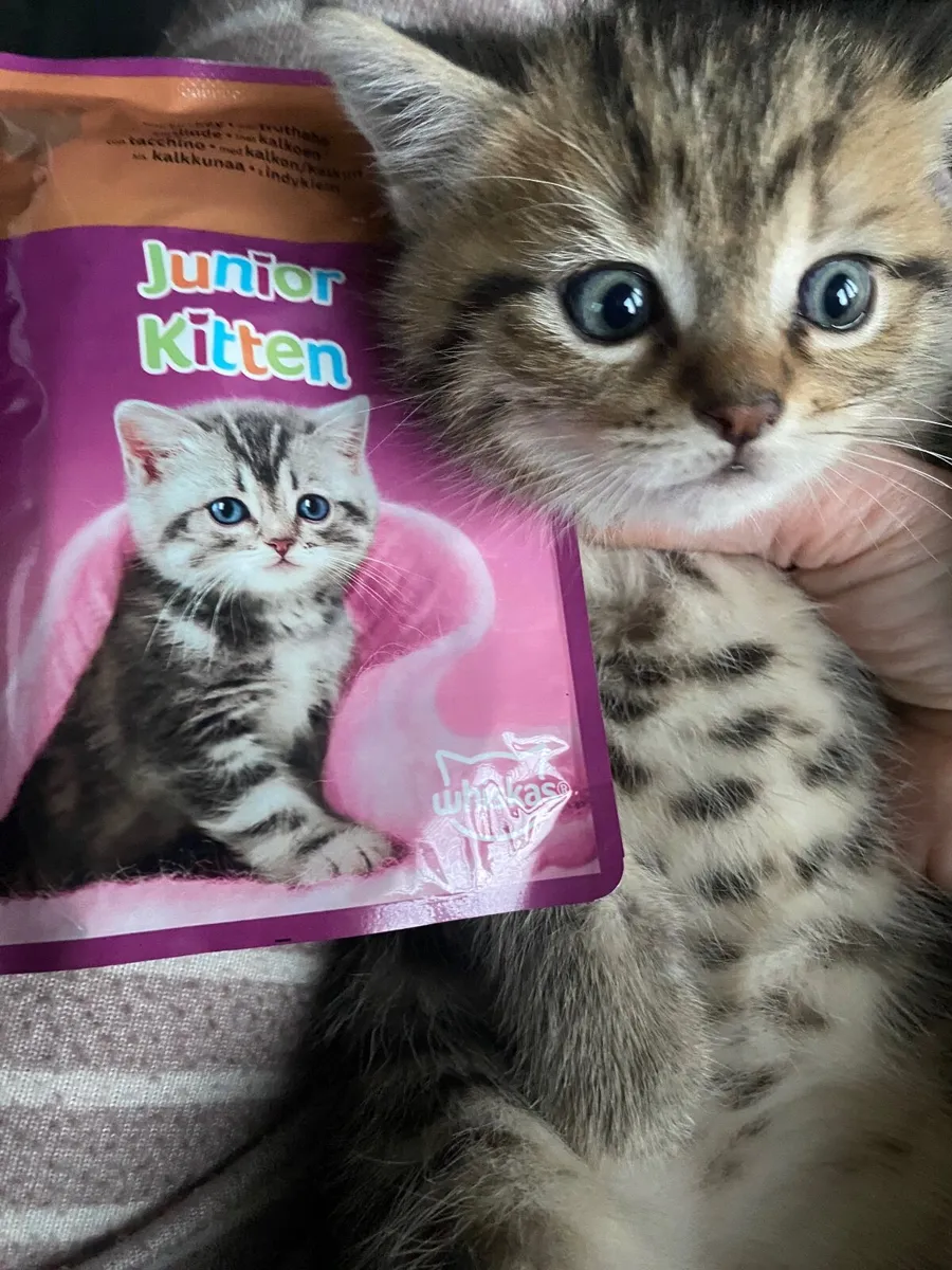 British x kittens - Image 3