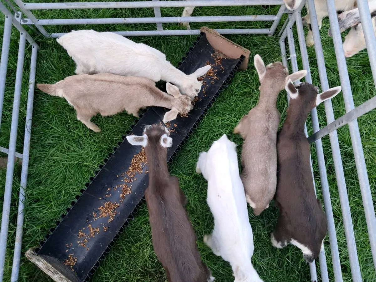 Kid Goats - Image 1