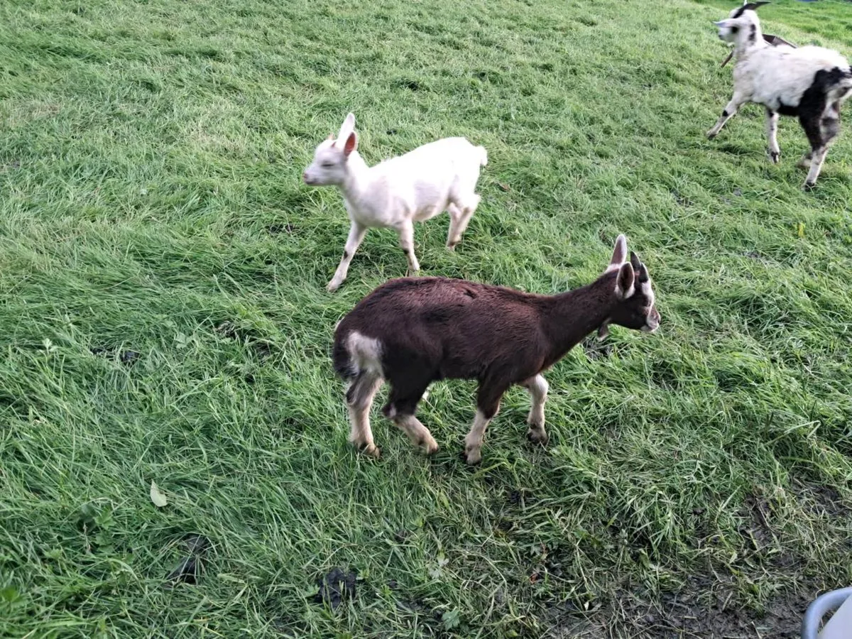 Kid Goats - Image 2