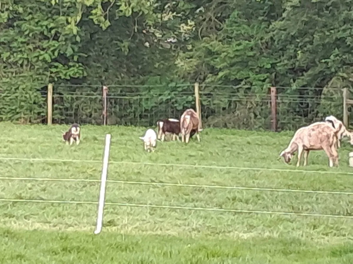 Kid Goats - Image 3