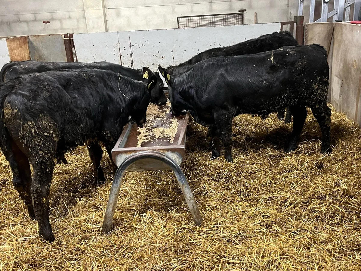 Smashing 270Kg LIM Bull Weanlings - Image 2