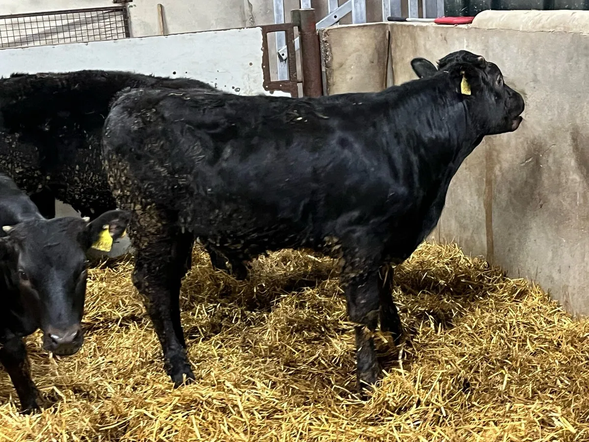 Smashing 270Kg LIM Bull Weanlings - Image 3