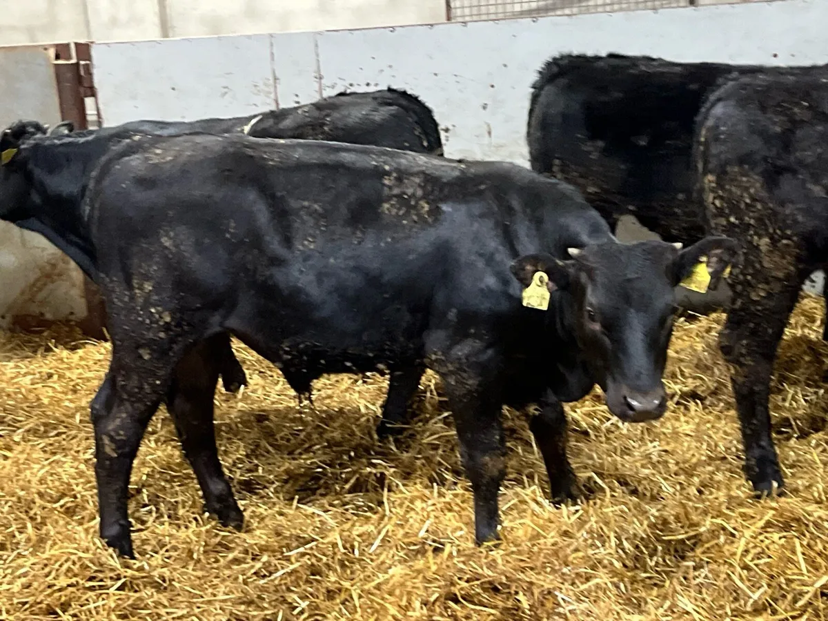 Smashing 270Kg LIM Bull Weanlings - Image 4