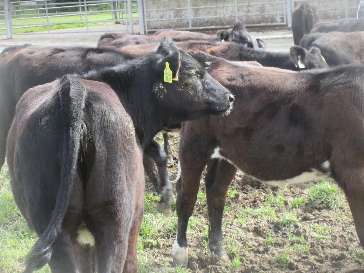 15 ABERDEEN ANGUS WEANLING HEIFERS - Image 3