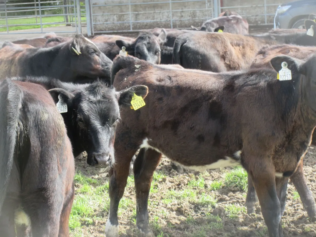 15 ABERDEEN ANGUS WEANLING HEIFERS - Image 2