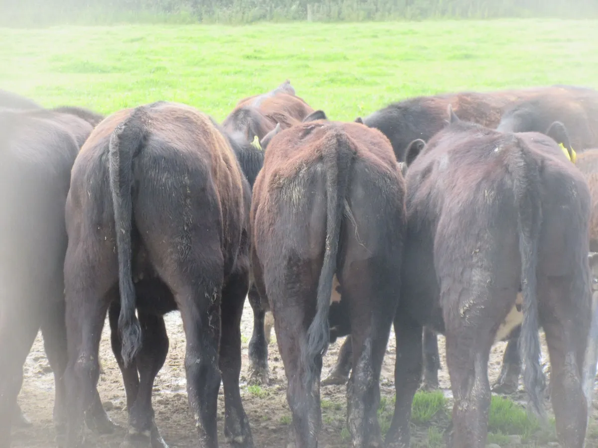 15 ABERDEEN ANGUS WEANLING HEIFERS - Image 4
