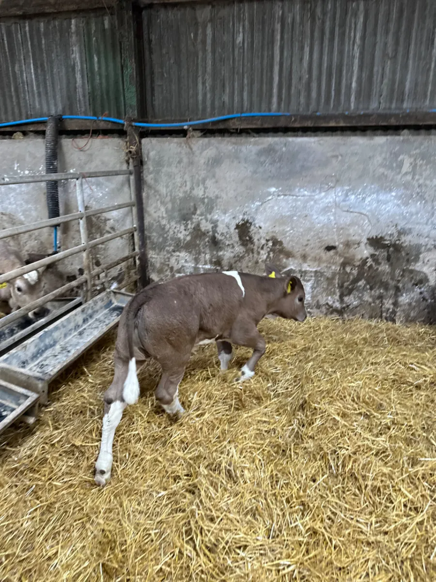 Simmental and Charolais heifers - Image 1