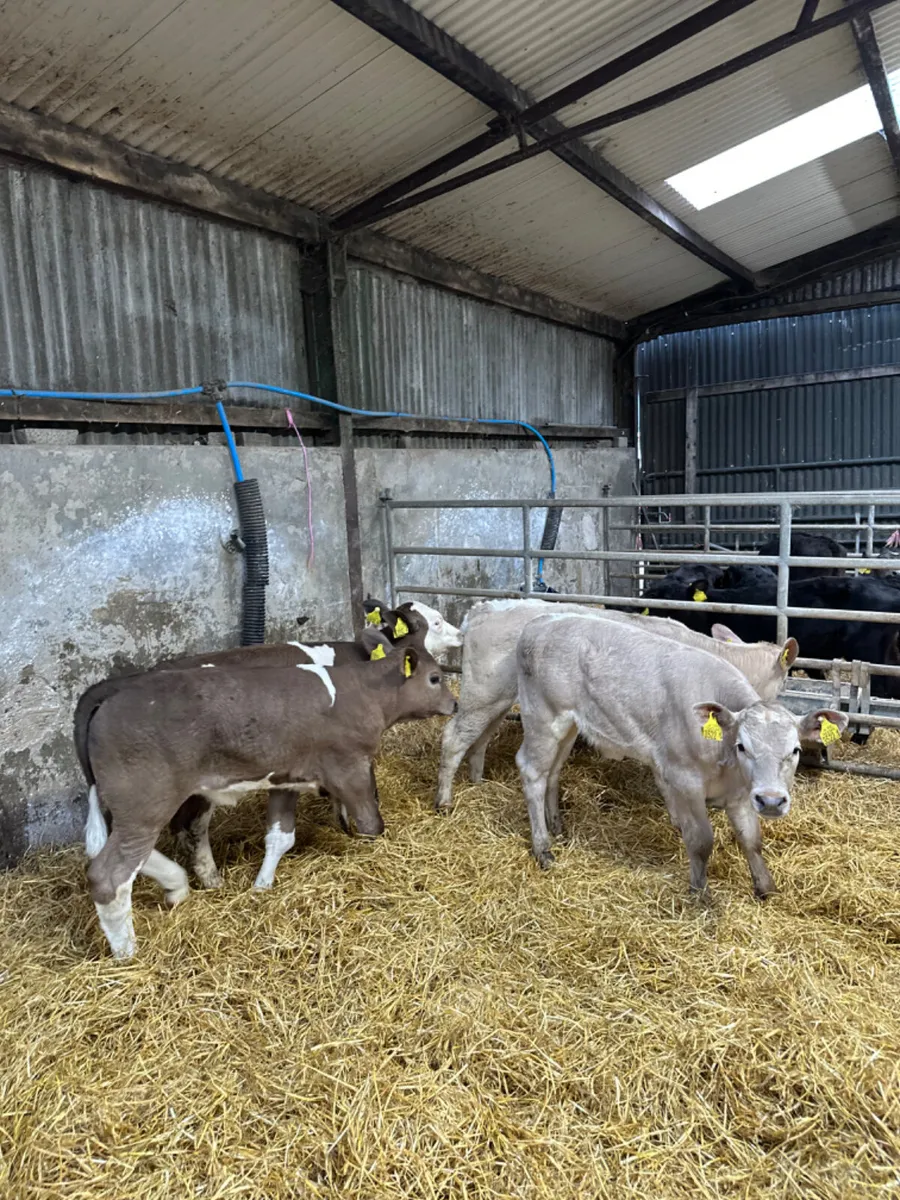 Simmental and Charolais heifers - Image 2