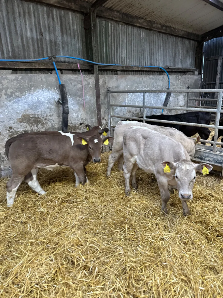 Simmental and Charolais heifers - Image 3