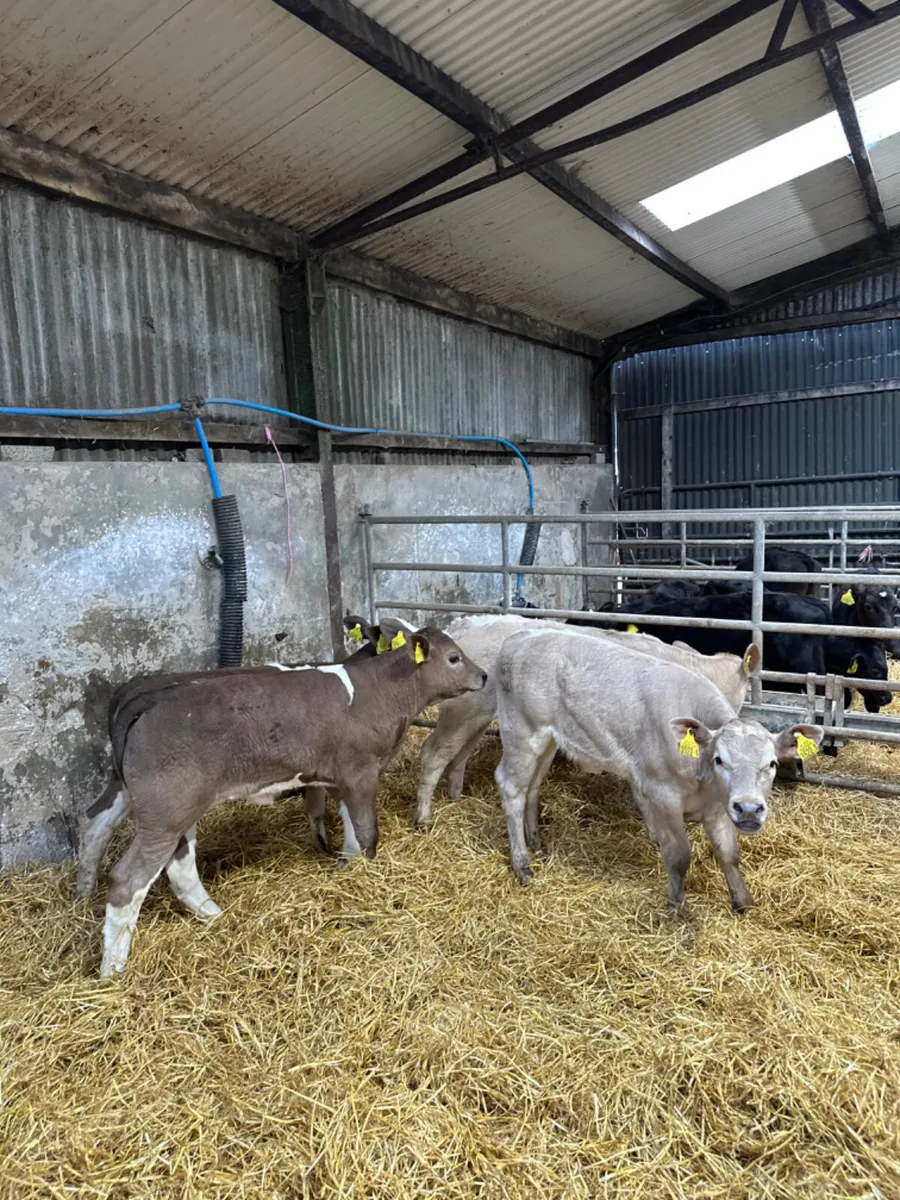 Simmental and Charolais heifers - Image 4