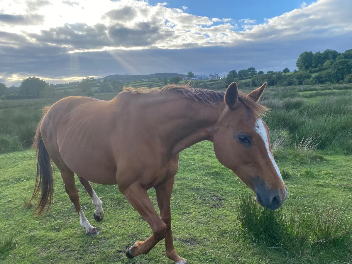 Horse TB CHESTNUT WINNING MARE FOR SALE - Image 4