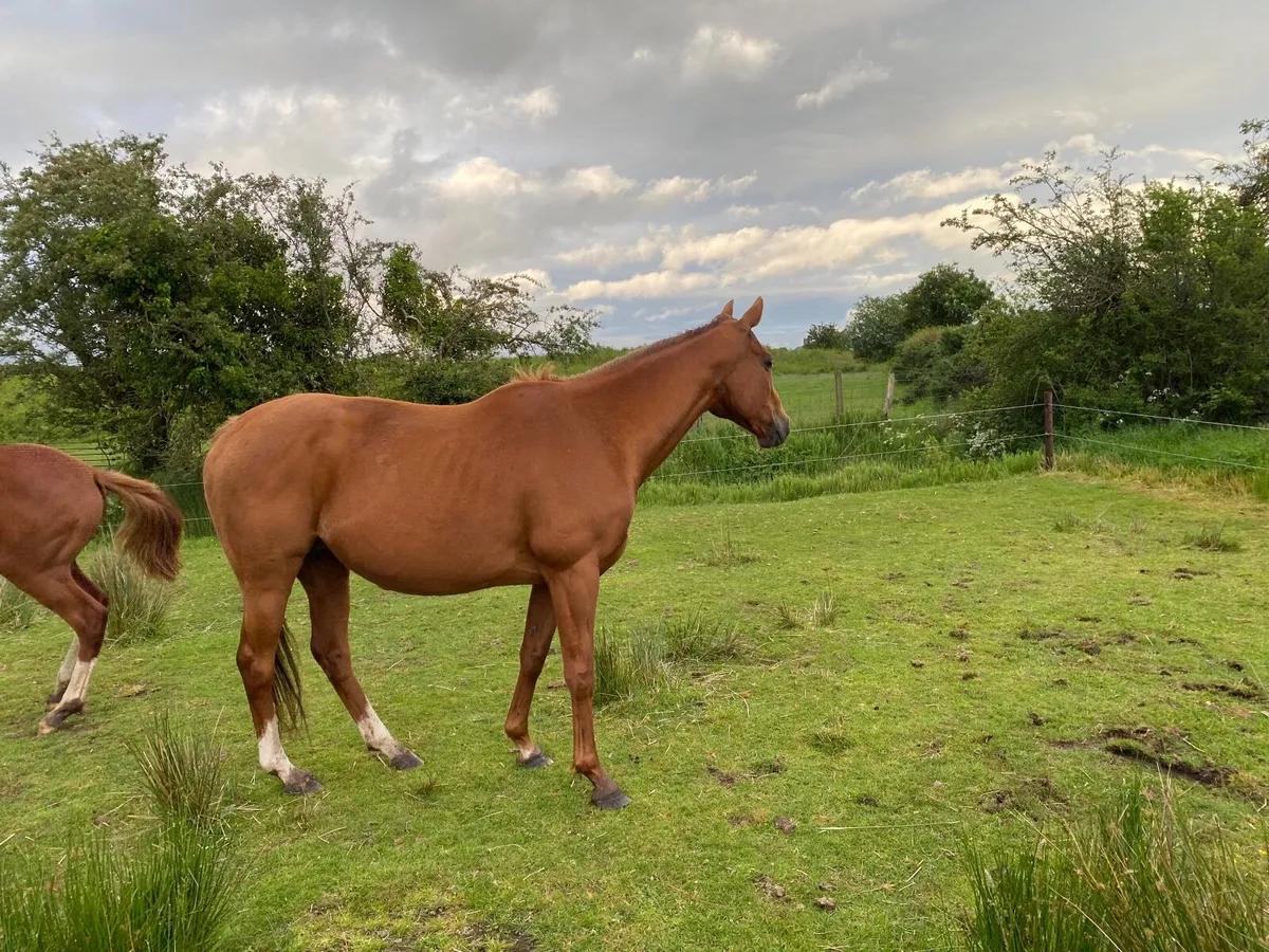 Horse TB CHESTNUT WINNING MARE FOR SALE - Image 3