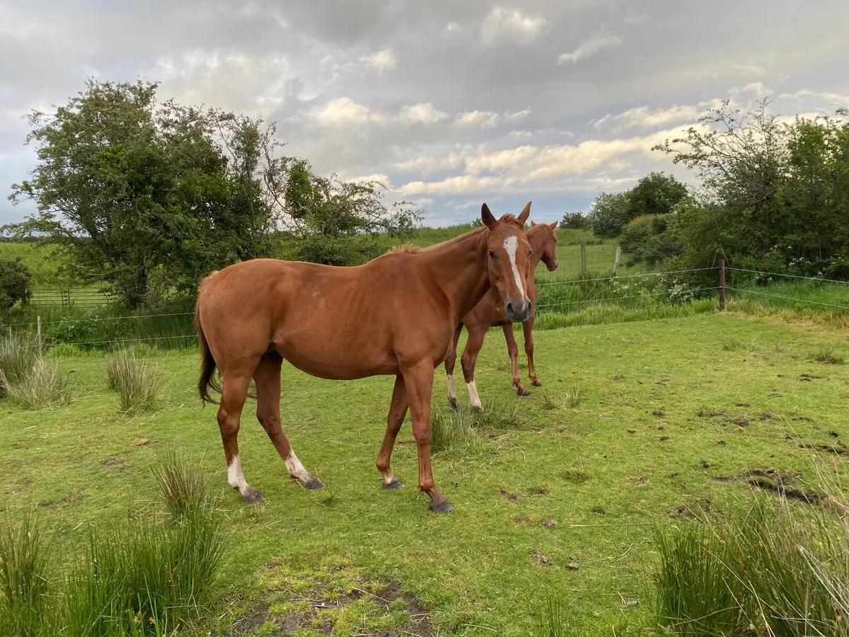 Horse TB CHESTNUT WINNING MARE FOR SALE - Image 2