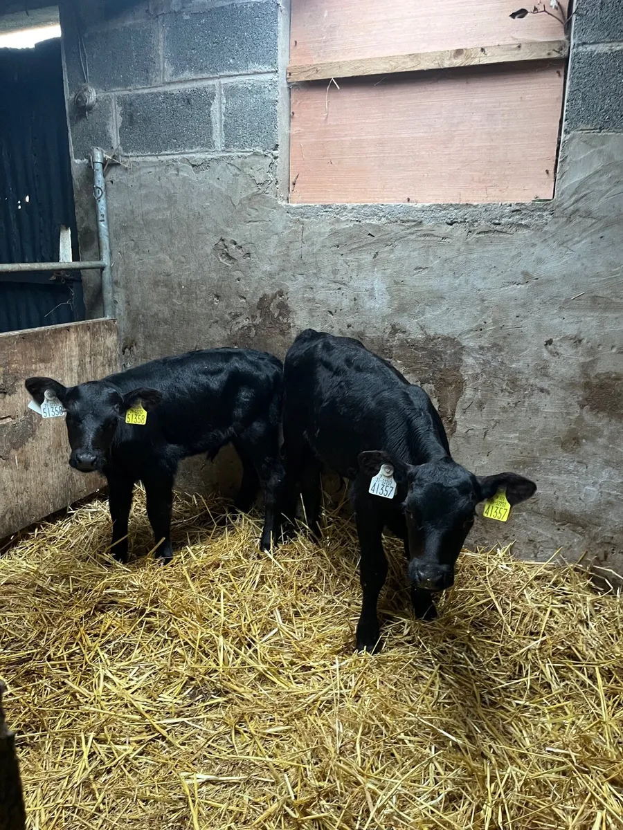2 Angus Bull Calves
