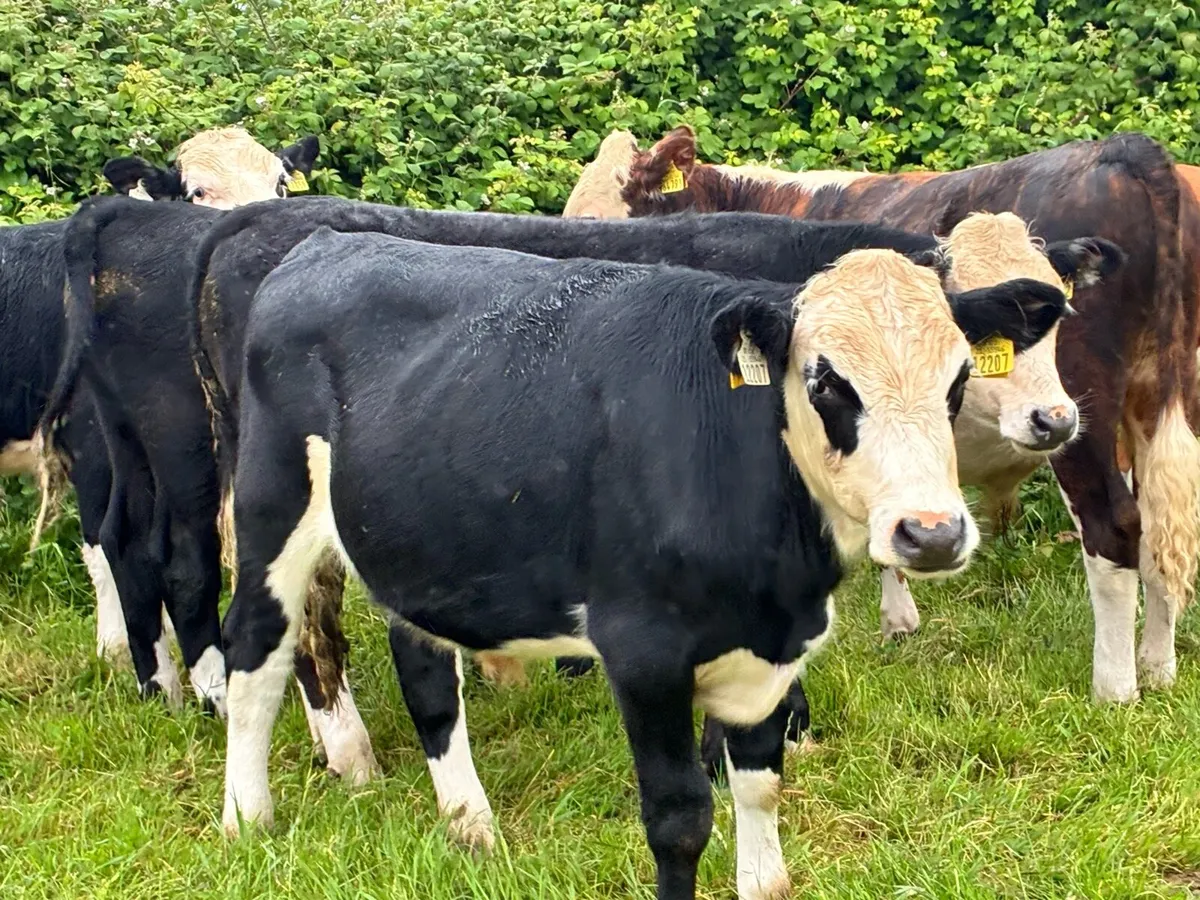 14 Hereford bullocks for sale - Image 1