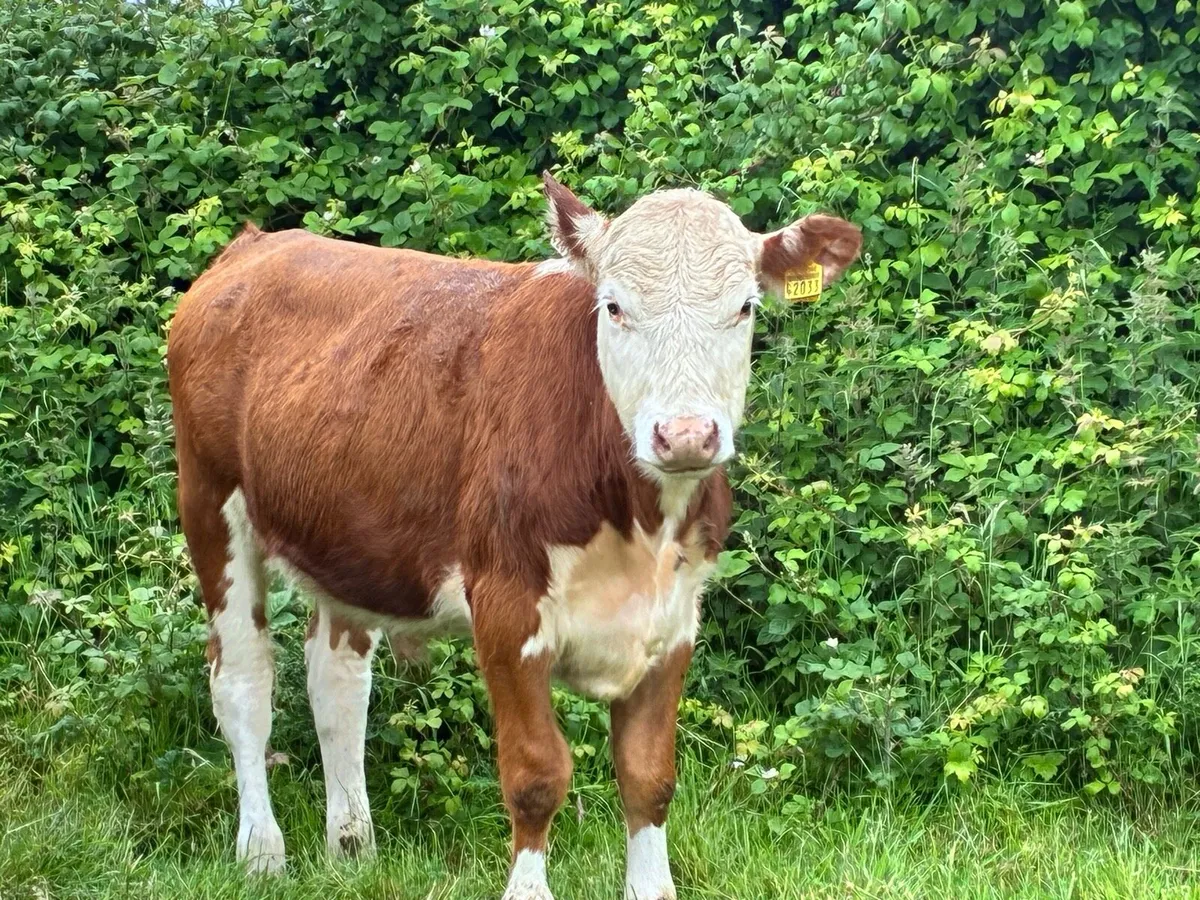 14 Hereford bullocks for sale - Image 2