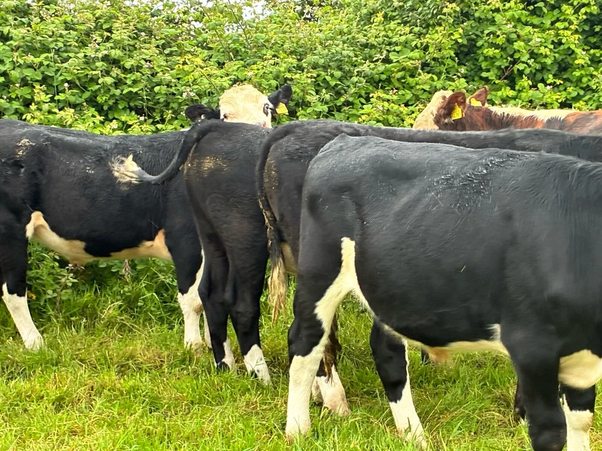 14 Hereford bullocks for sale - Image 3