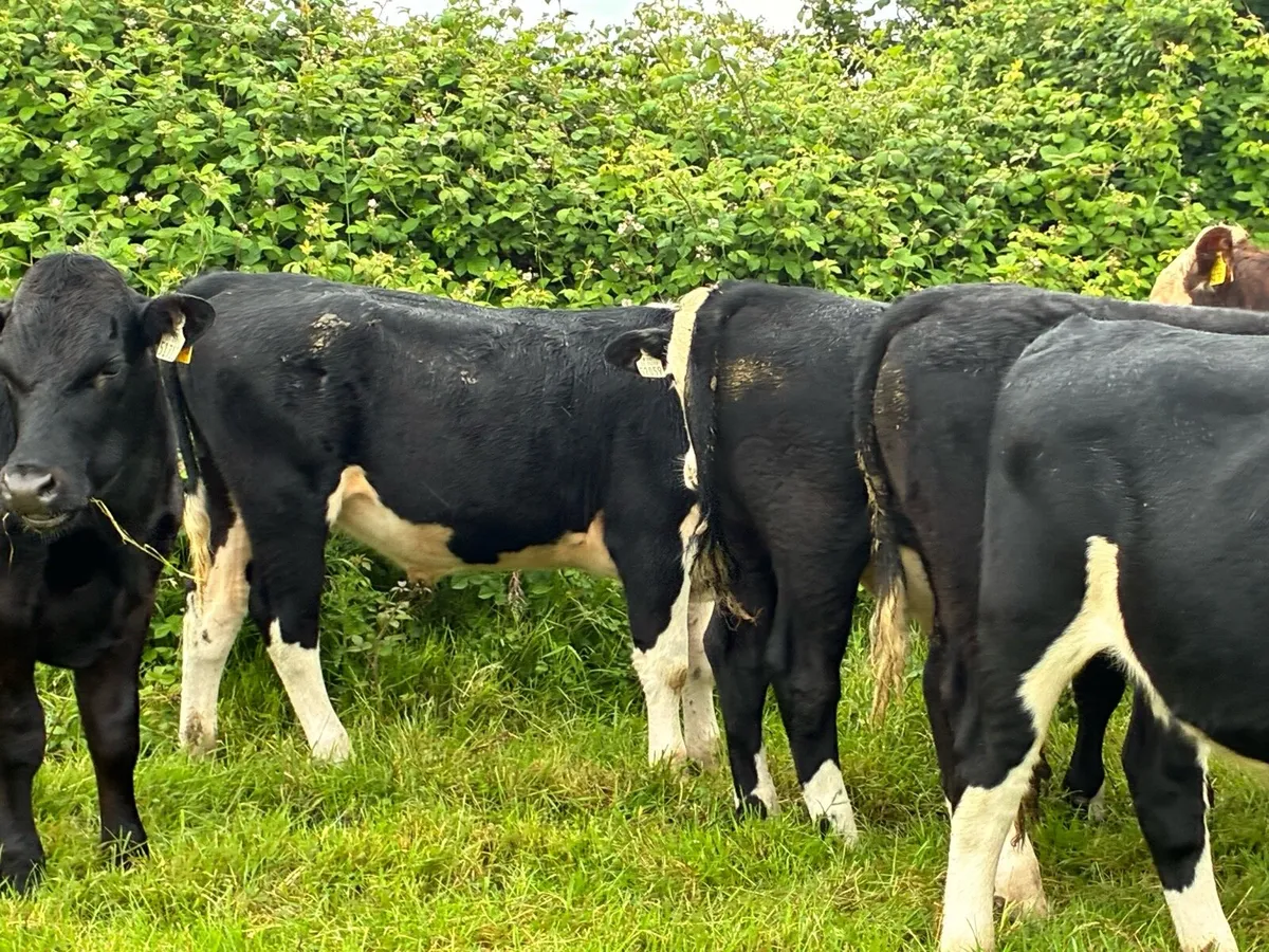 14 Hereford bullocks for sale - Image 4