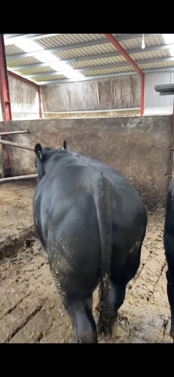 Pedigree Aberdeen Angus bulls - Image 3