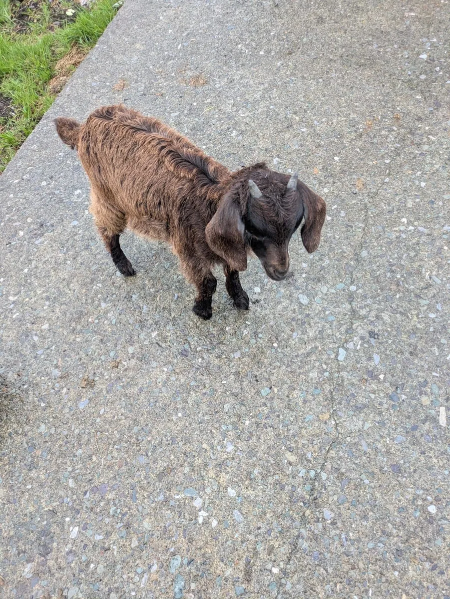 Female Goat - Image 2
