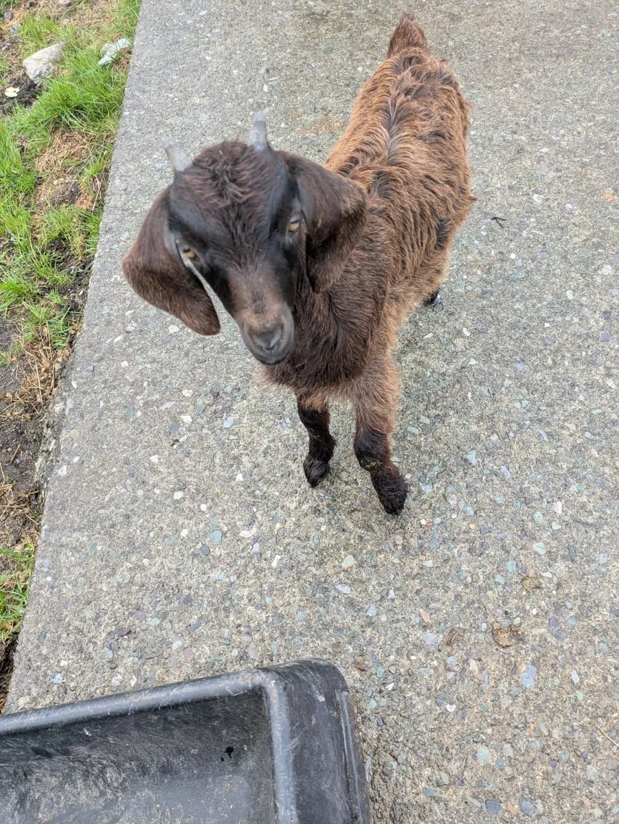 Female Goat - Image 1