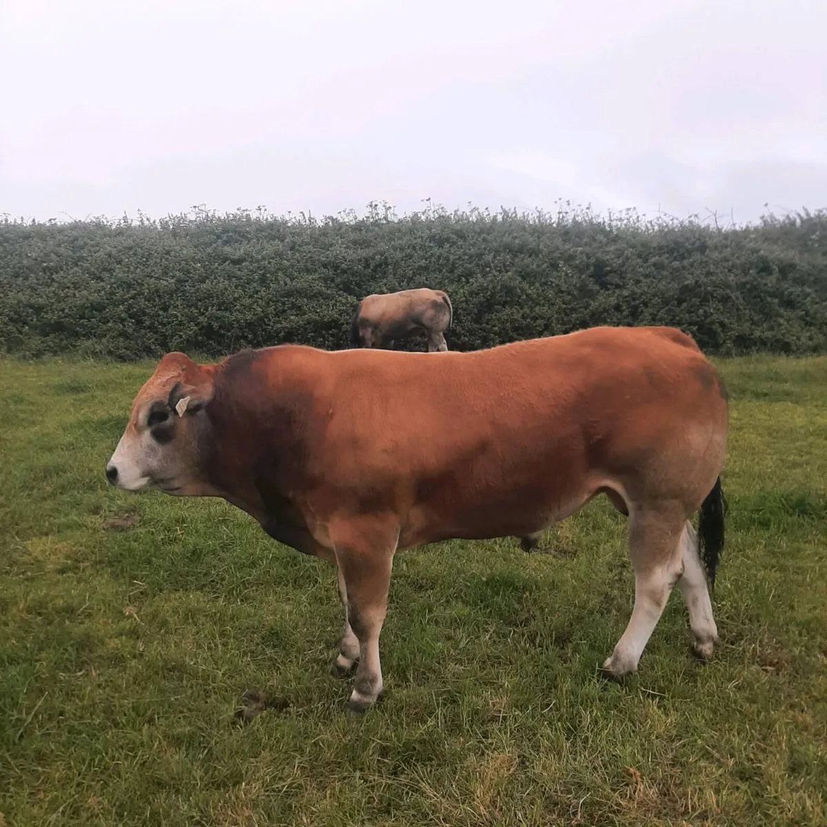 Parthenaise bull for sale - Image 1
