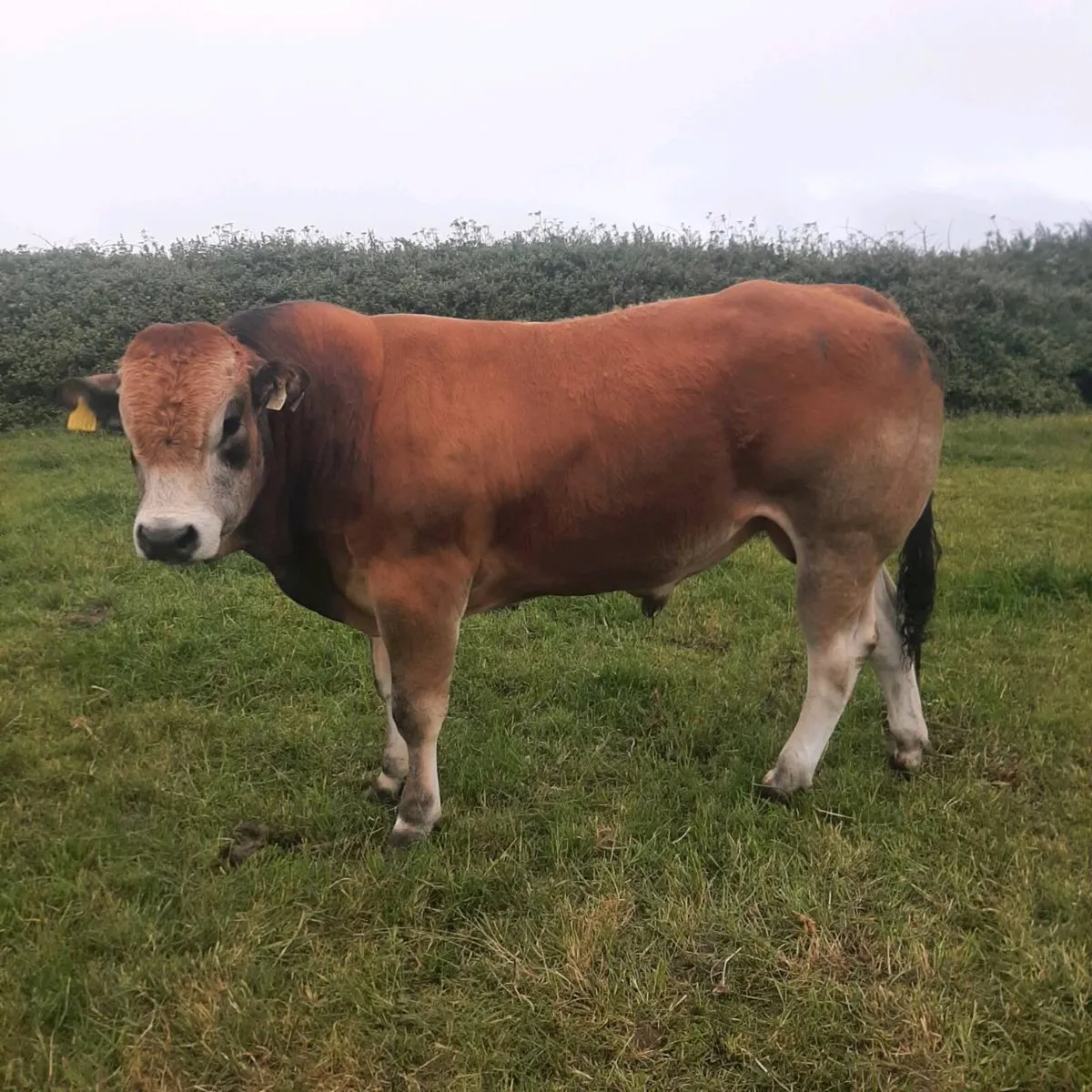Parthenaise bull for sale - Image 2