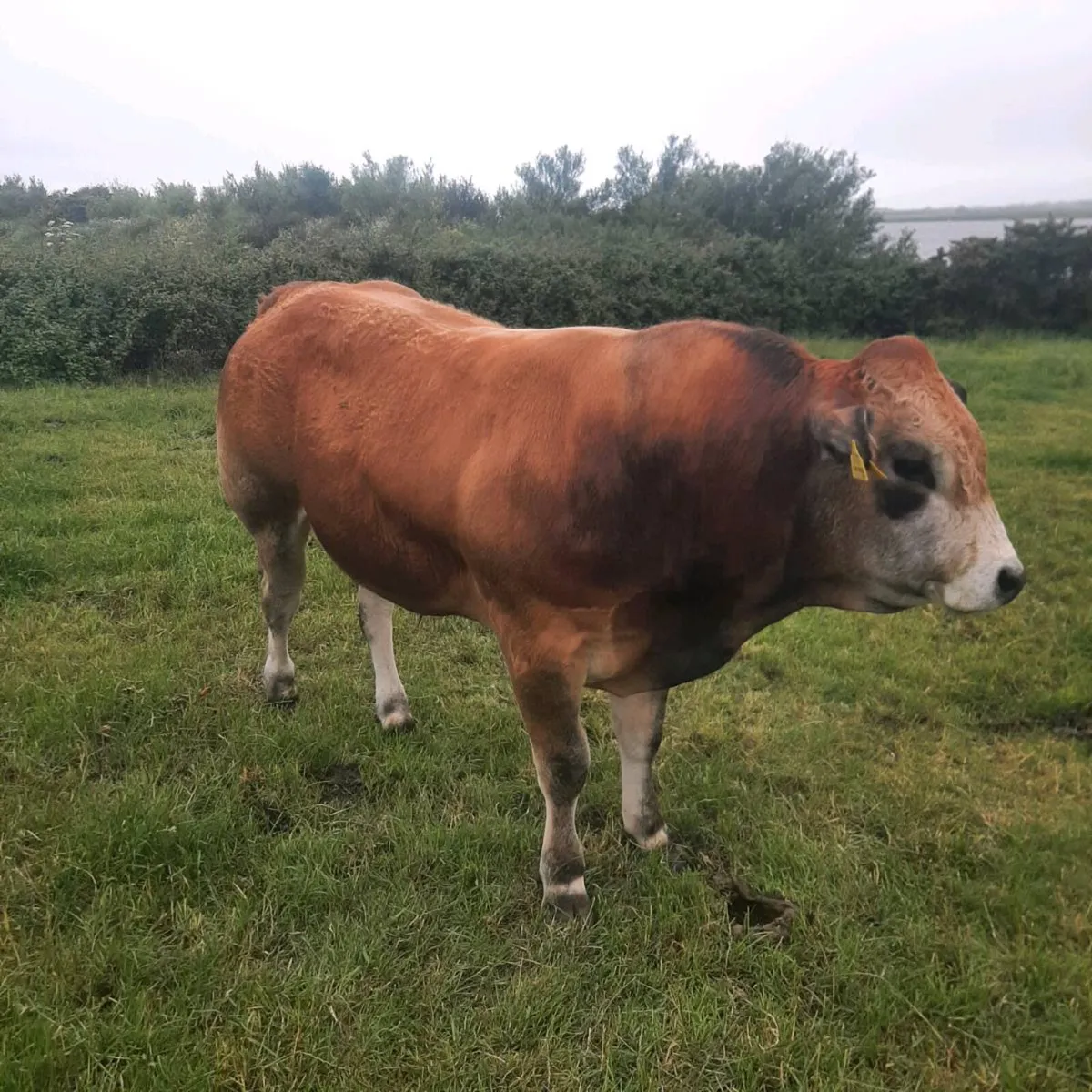 Parthenaise bull for sale - Image 3
