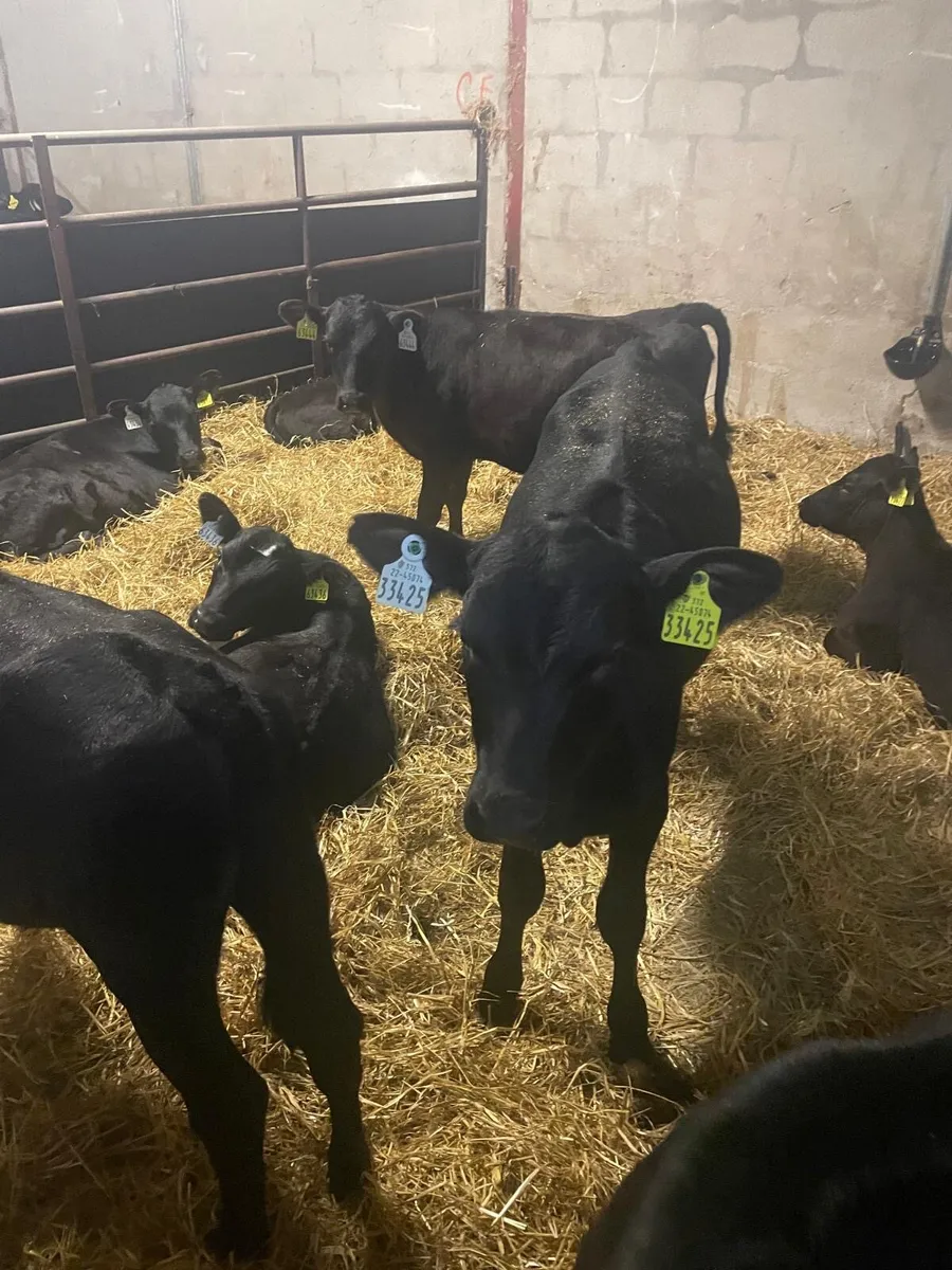 Calves - Image 4