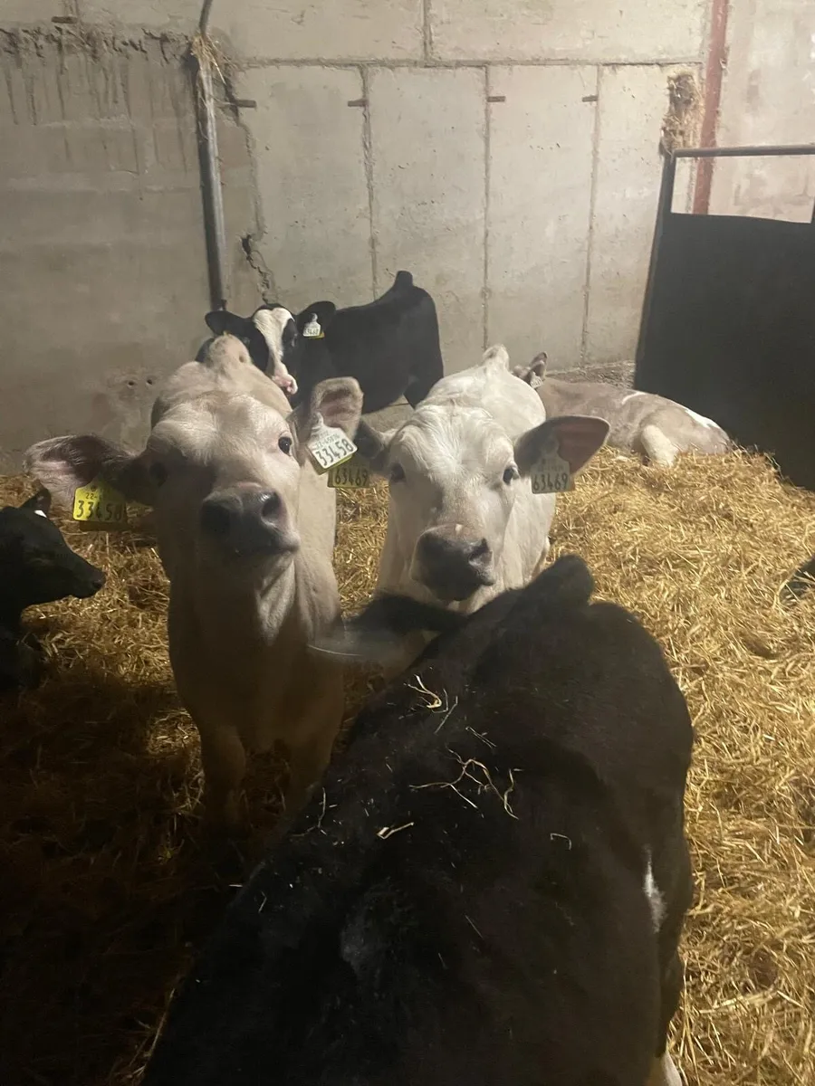 Calves - Image 2