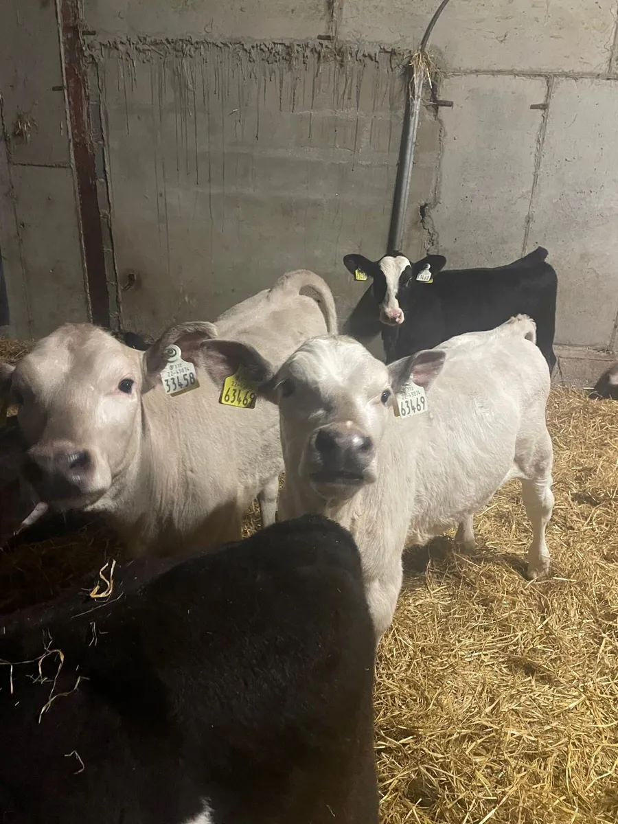 Calves - Image 3