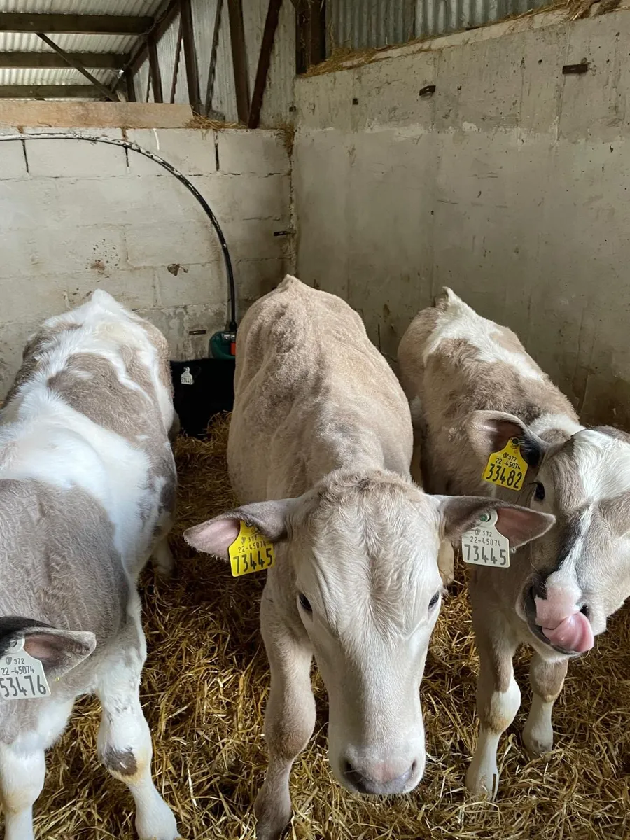 Calves - Image 1