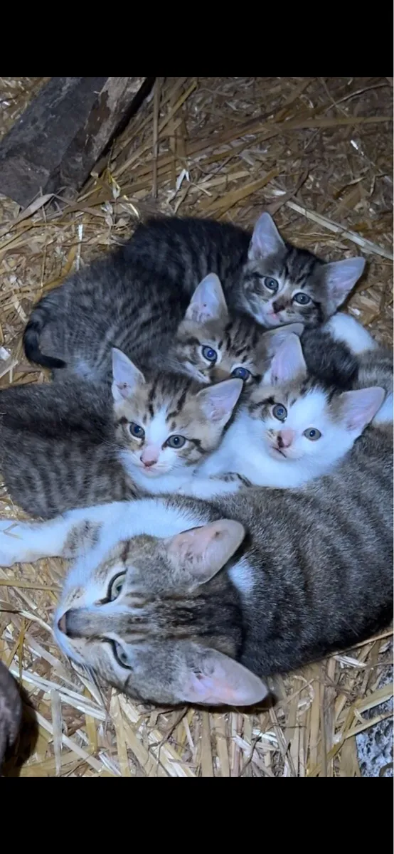 Kittens - Image 3